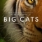 Большие кошки